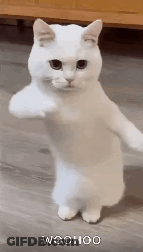 Teddy Bear Wearing Sunglasses Woo Hoo GIF