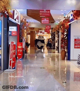 Teddy Panda Walking In Store GIF