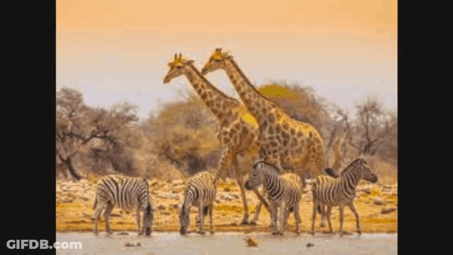 Teespero GIF