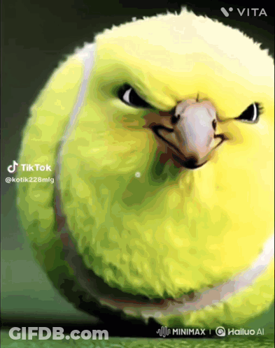 Tennis Ball Bird On TikTok GIF