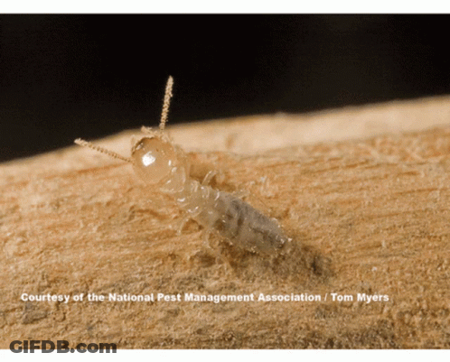 Termite Crawling On Wood GIF
