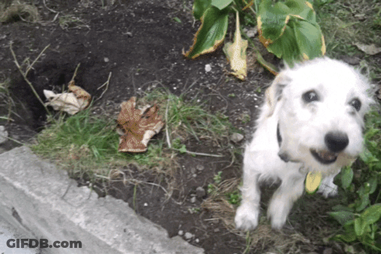 Terrier Dog Licking Camera GIF
