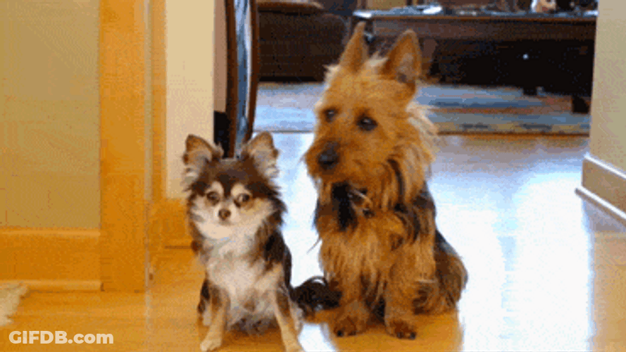 Terrier Dog Pointing GIF