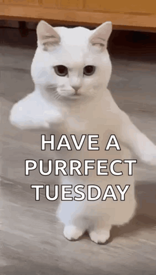 Terrific Tuesday Hilarious Dancing White Cat GIF