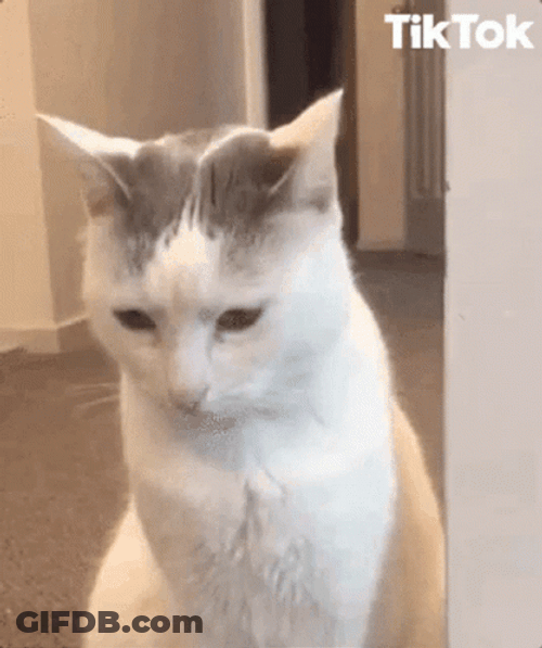 Terrified GIF