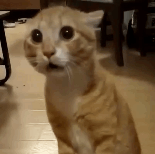 Terrified Orange Screaming Cat Meme GIF