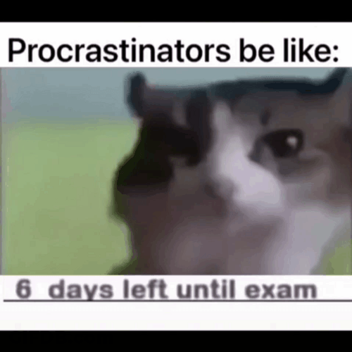 Test Day Cat Blank Stare Meme GIF