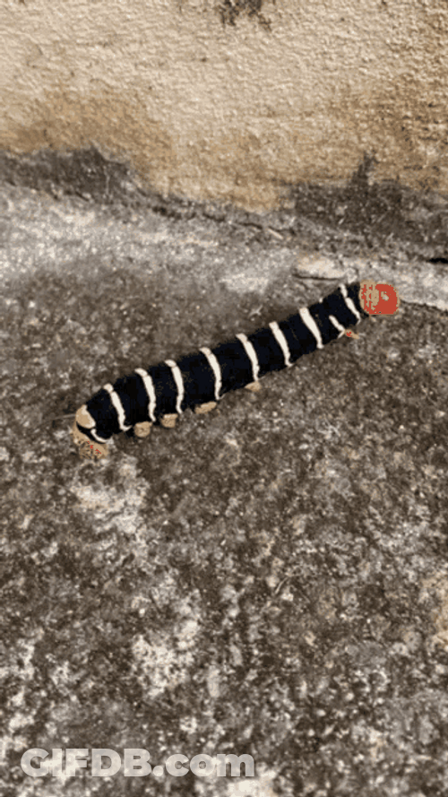 Tetrio Sphinx Caterpillar GIF