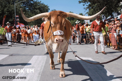 Texas Longhorn Walking Down Street With People Behind GIF