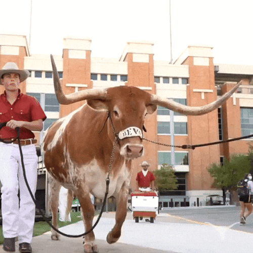 Texas Longhorns Represents Uni GIF