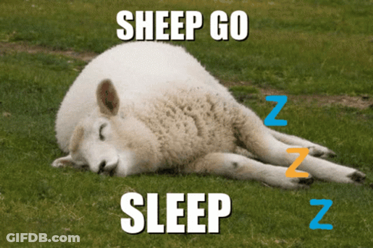 Texel Sheep Go To Sleep GIF