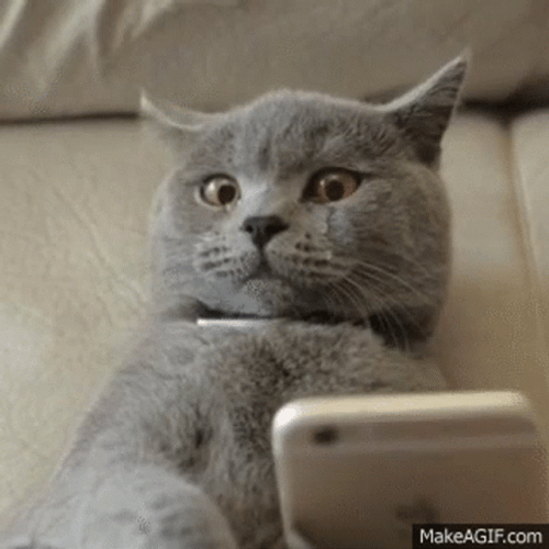 Texting British Shorthair Cat Crying GIF