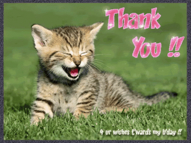 Thank You Cat Best Wishes GIF