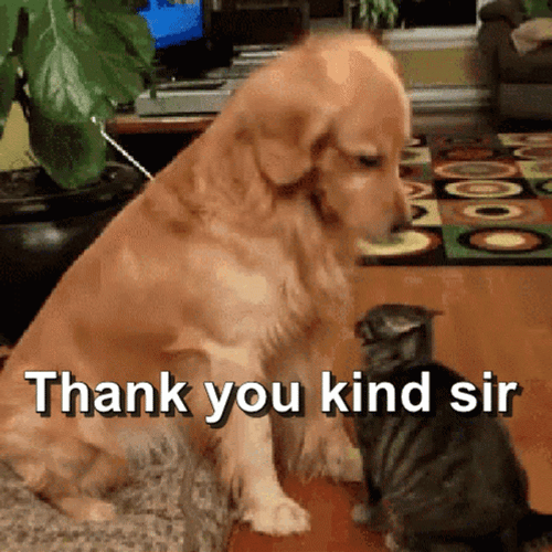 Thank You Cat Cute Golden Retriver GIF