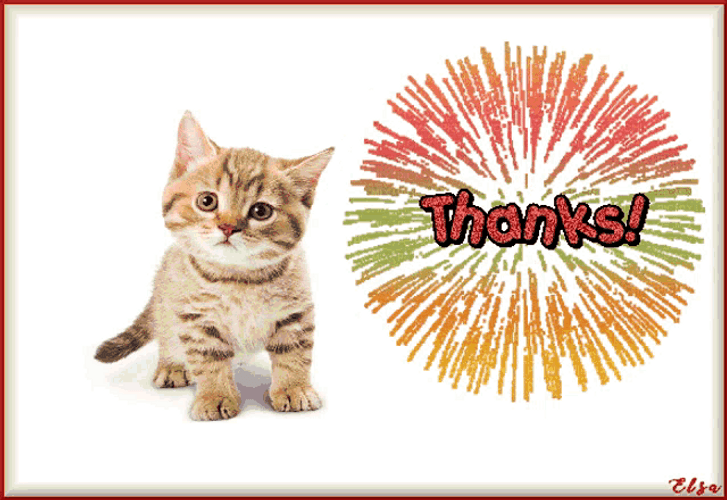 Thank You Cat Fireworks Display GIF