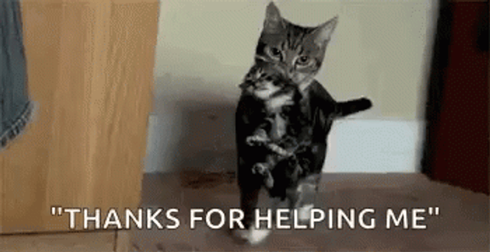 Thank You Cat For Helping Me GIF