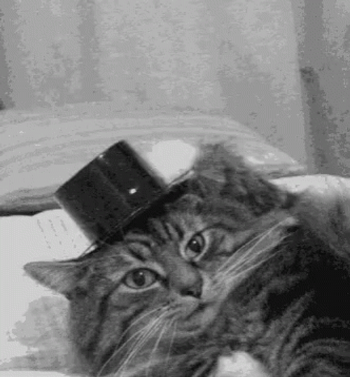 Thank You Cat Hat Off GIF