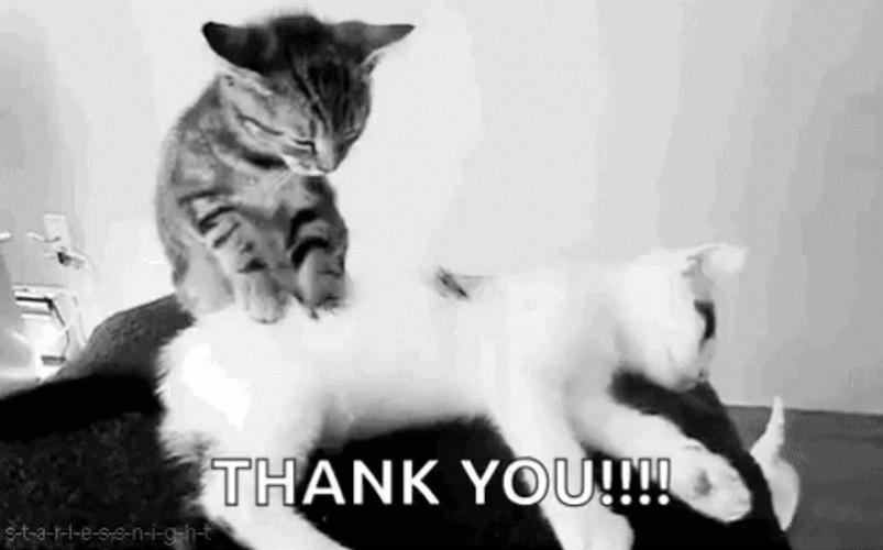 Thank You Cat Massage Time GIF