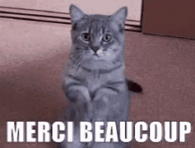 Thank You Cat Merci Beaucoup GIF