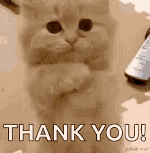 Thank You Cat Praying Pose GIF