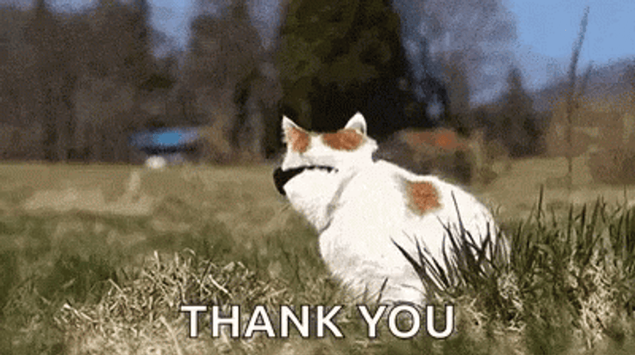 Thank You Cat Sunglasses On GIF