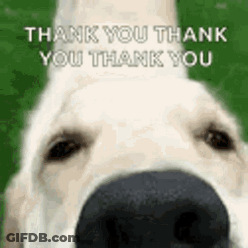 Thank You Funny Dog Snout GIF