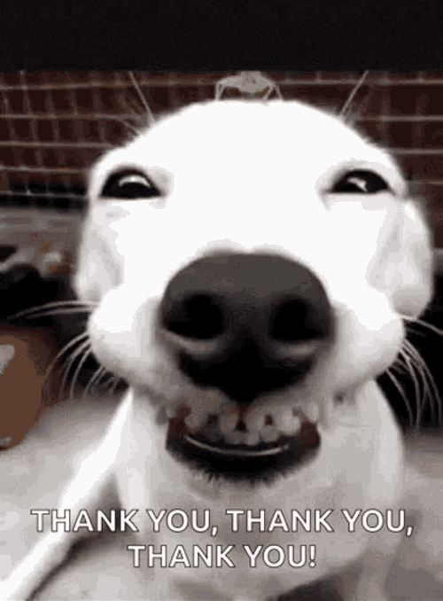 Thank You Funny Dog Teeth GIF