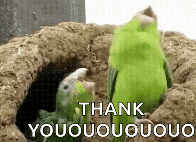 Thank You Funny Parrot Rocking Head GIF