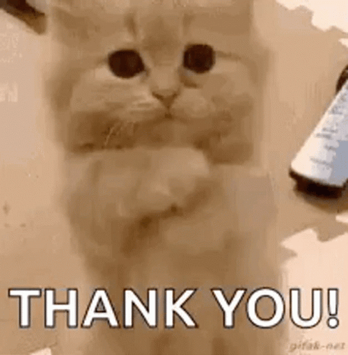 Thank You Meme Praying Cat GIF