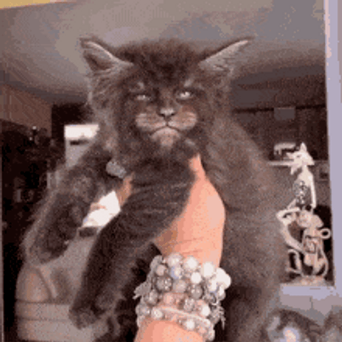 Thanks I Hate It Cat With Man Face GIF