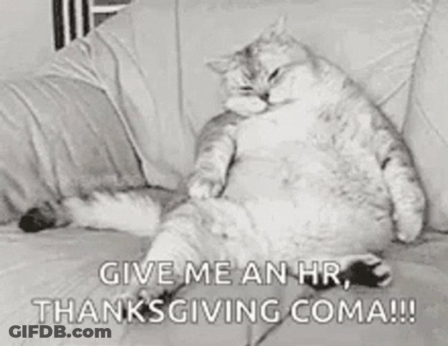 Thanksgiving Cat Give Me An Hour Thanksgiving Coma GIF
