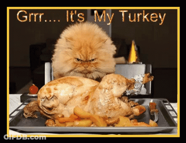 Thanksgiving Cat Grr Its My Turkey GIF