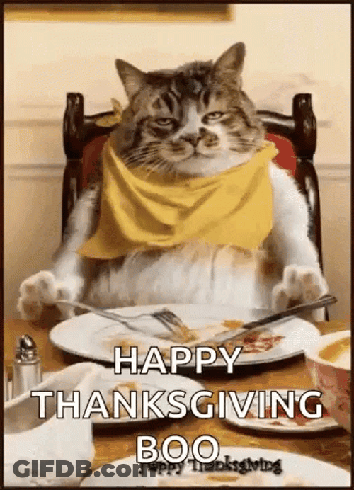 Thanksgiving Cat Happy Thanksgicing Boo GIF