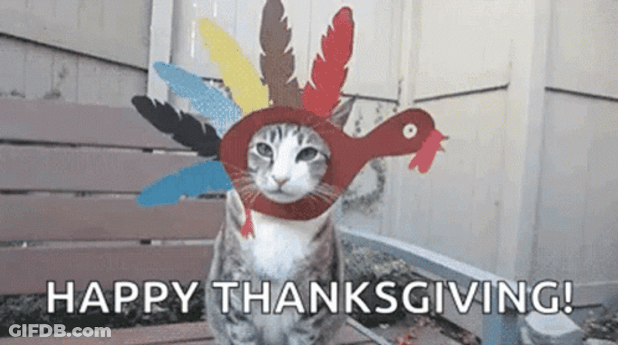 Thanksgiving Cat Happy Thanksgiving GIF