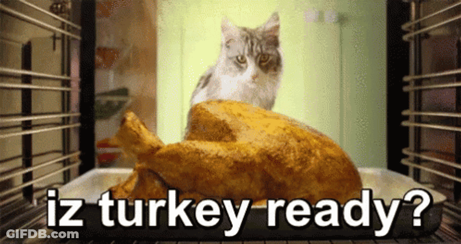 Thanksgiving Cat Is Turkey Ready GIF
