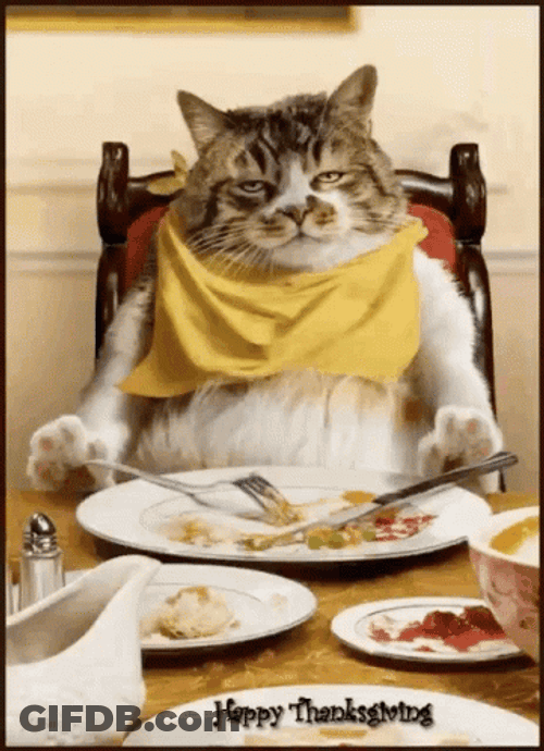 Thanksgiving Cat Looking Full Satisfied After Eating GIF