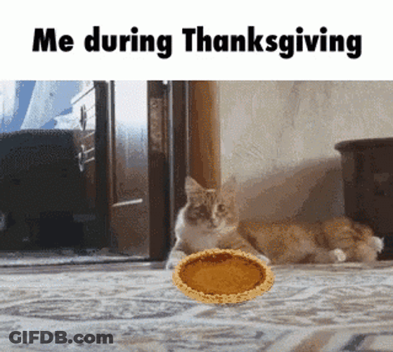 Thanksgiving Cat Me During Thanksgiving GIF