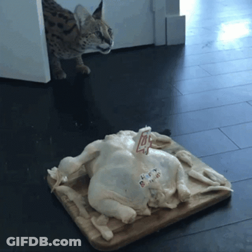 Thanksgiving Cat Stealing Turkey GIF