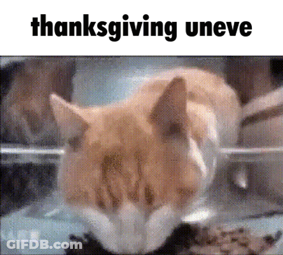 Thanksgiving Cat Thanksgiving Uneve GIF