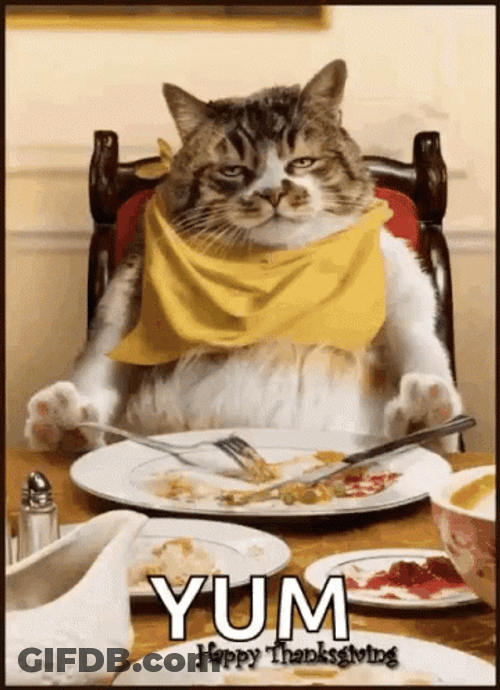 Thanksgiving Cat Yum GIF
