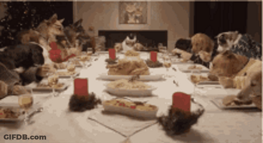 Thanksgiving Dinner Dogs Eating Together GIF
