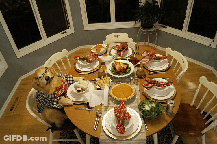 Thanksgiving Dinner Shared By Dogs GIF