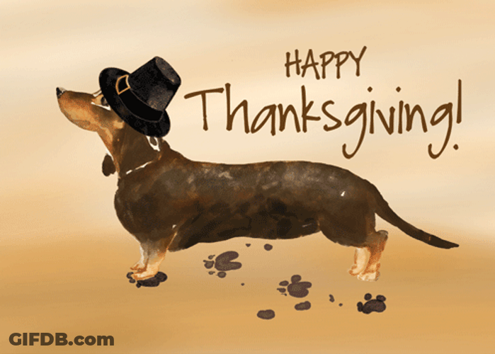 Thanksgiving Dog Message Digital Text Design GIF