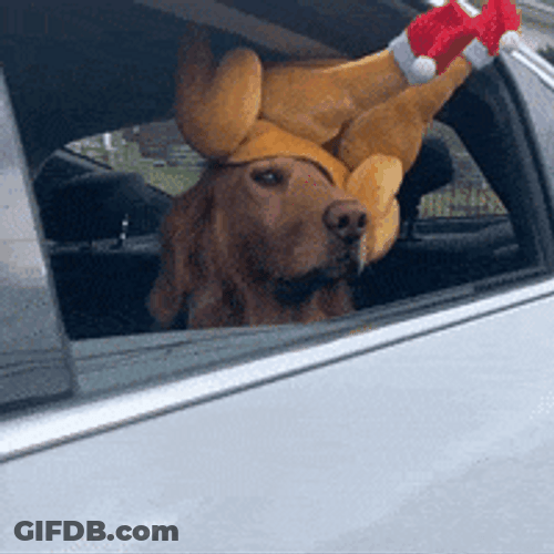 Thanksgiving Dog Wearing Turkey Hat GIF