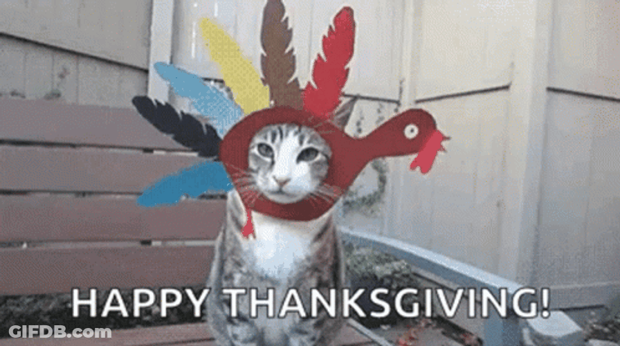 Thanksgiving Funny Cat Memes GIF