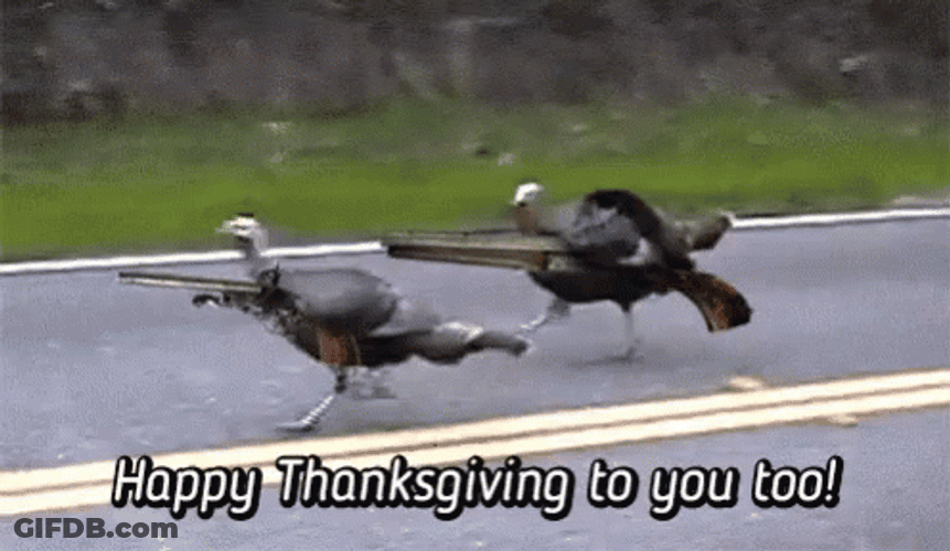 Thanksgiving Funny Wild Turkey GIF
