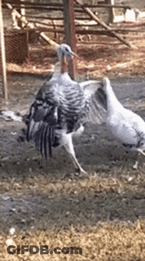 Thanksgiving Turkey Spinning GIF