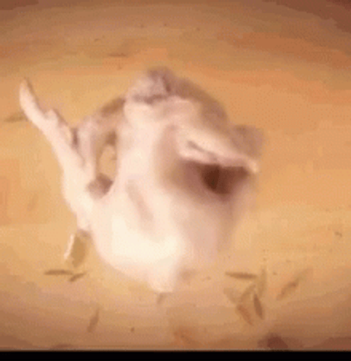 Thanksgiving Uncooked Dancing Turkey GIF