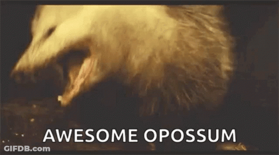 That Is Awesome Possum GIF