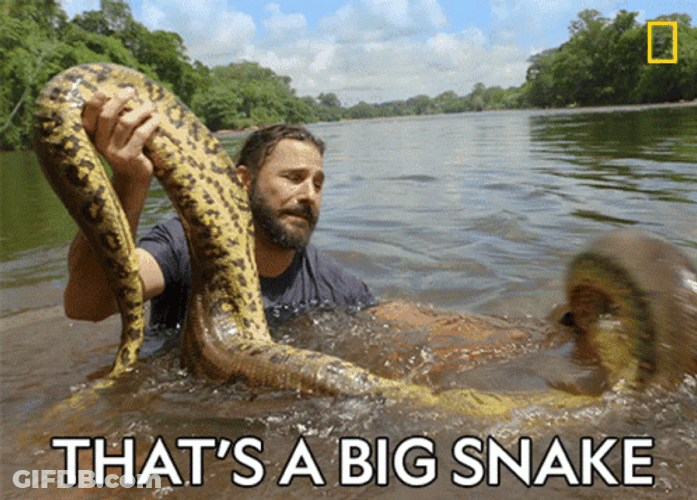 That's A Big Anaconda Snake GIF